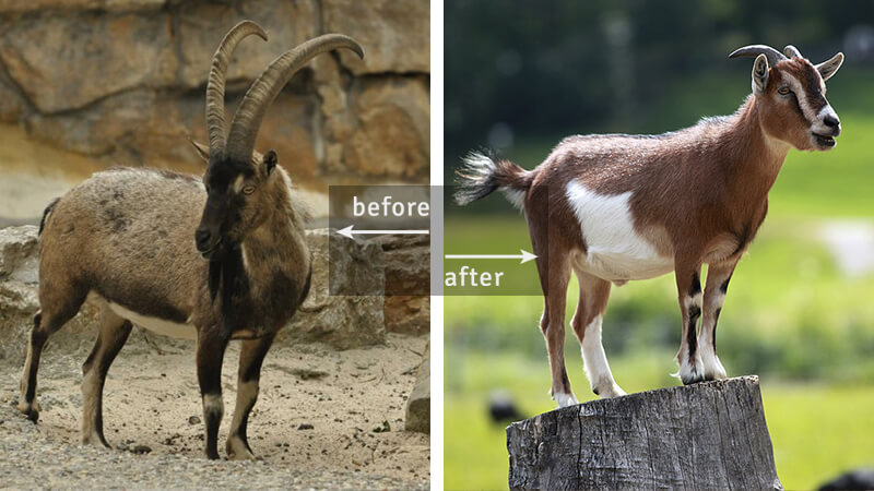 Bezoar Ibex, Ancestor of Goat